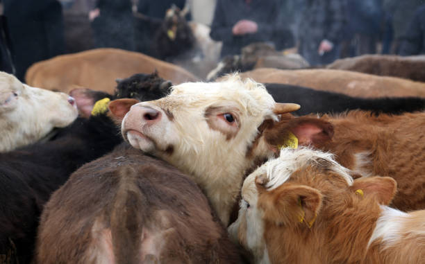 Lebih Dekat dengan Hewan Kurban: Mengenal Jenis dan Ciri-cirinya