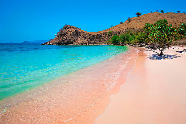 Keunikan Pasir Putih di Pantai Pink Lombok: Pesona Alam yang Menakjubkan