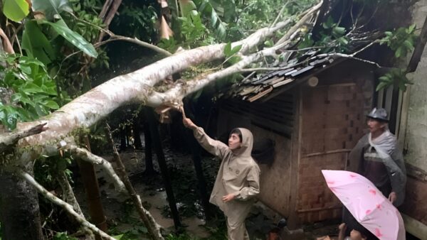 Rumah ambruk tertimpa pohon di Lebak akibat hujan deras dan angin kencang